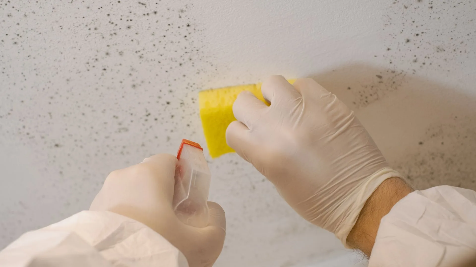 Mold Testing for Moving Companies